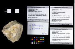 Foto (Objekt + Etikett) von Pithonoton sp.  (NHMW-GEO-1990-0041-2557a)